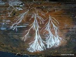 Close-up of intricate white lichen growing on weathered wood surface with visible texture and color variations