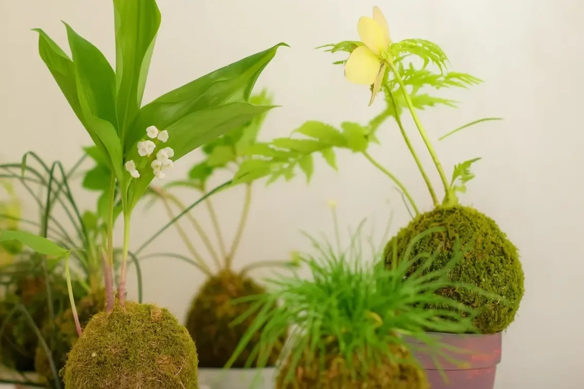 KokedamaWorkshopSingapore+%281%29.webp