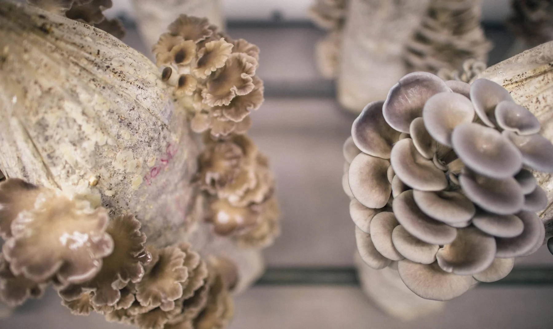 Close-up of mushrooms growing on a log.