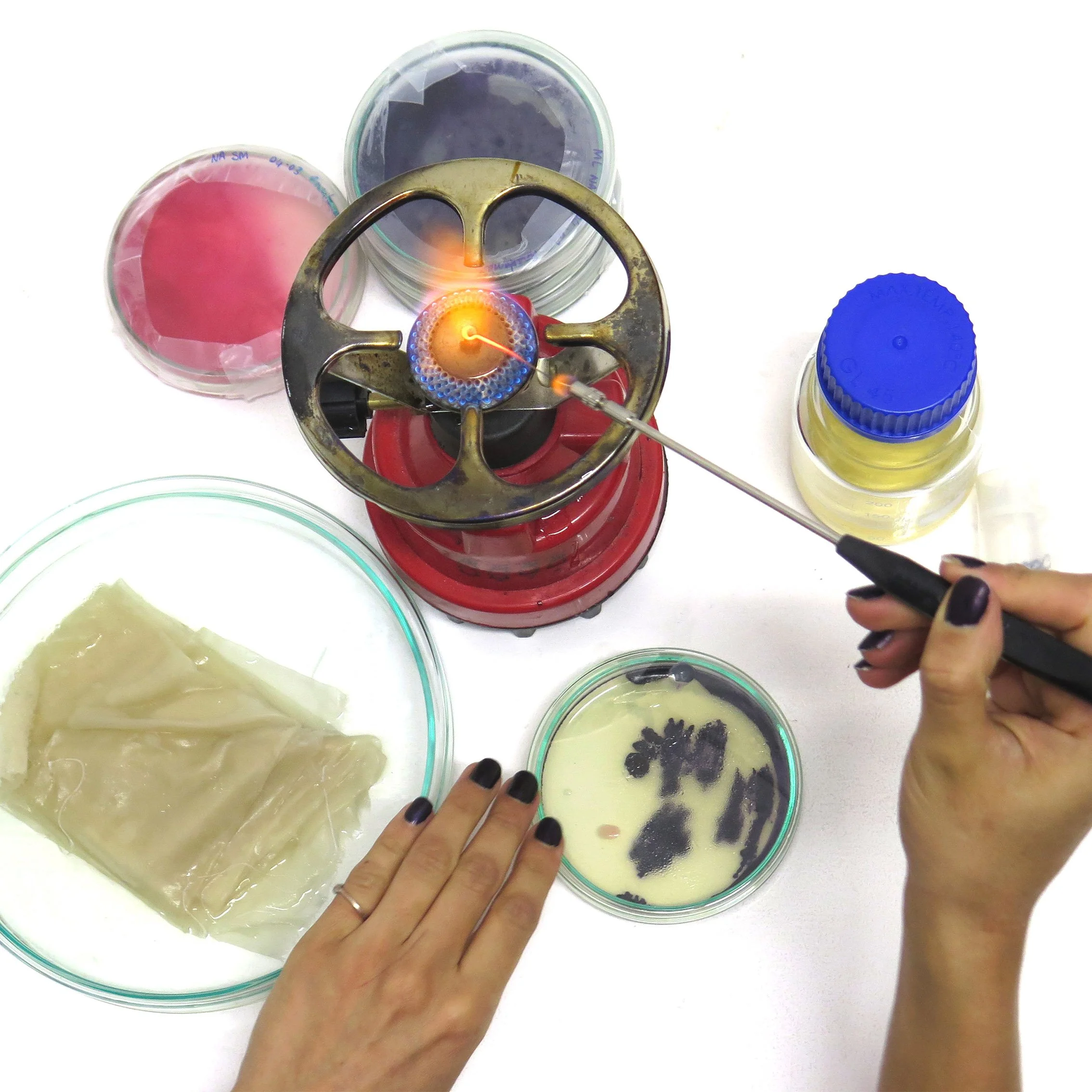 Lab setup with a Bunsen burner, Petri dishes with colored agar, a glass container with a beige substance, and a person's hand holding a pipette over another dish.
