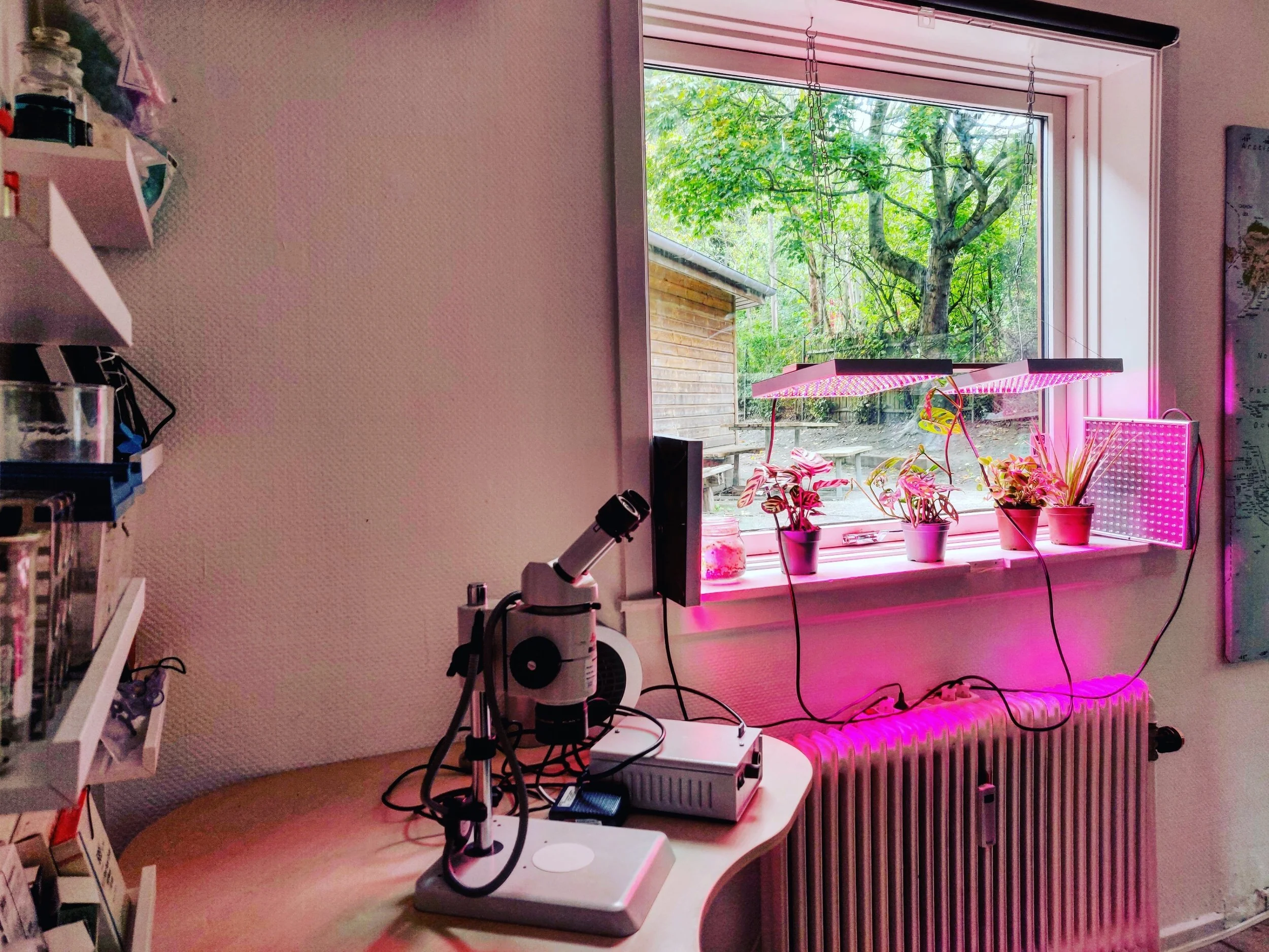 A microscope on a desk near a window with potted plants and pink grow lights, looking out onto a wooded area.