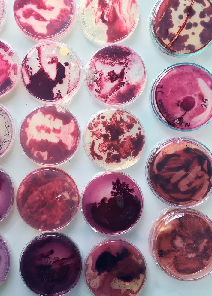Multiple petri dishes with various shades of red, pink, and purple bacterial or fungal cultures growing inside.