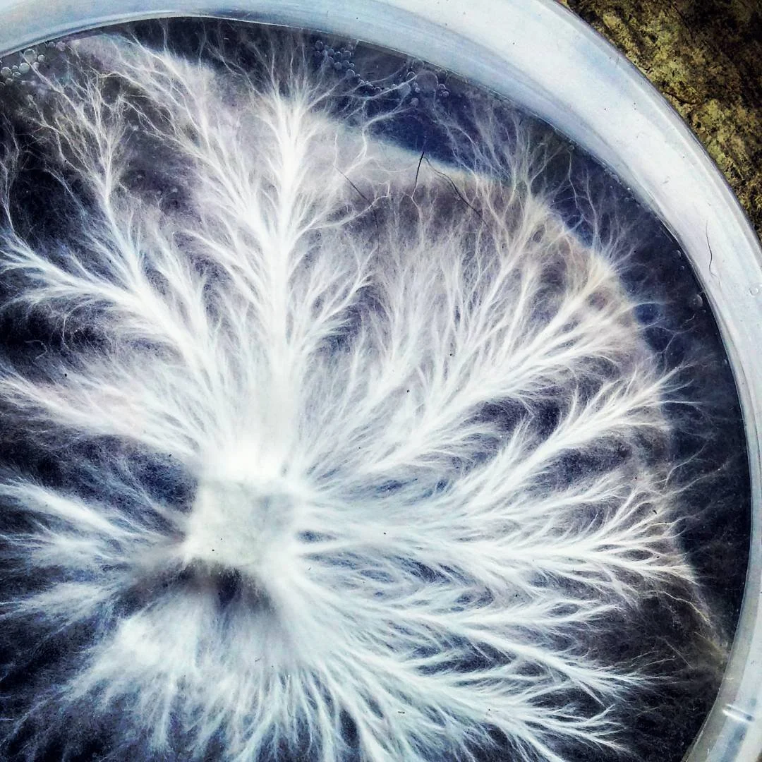 Close-up of a Petri dish containing a white, fluffy, mold-like fungal growth with branching, tree-like structures.