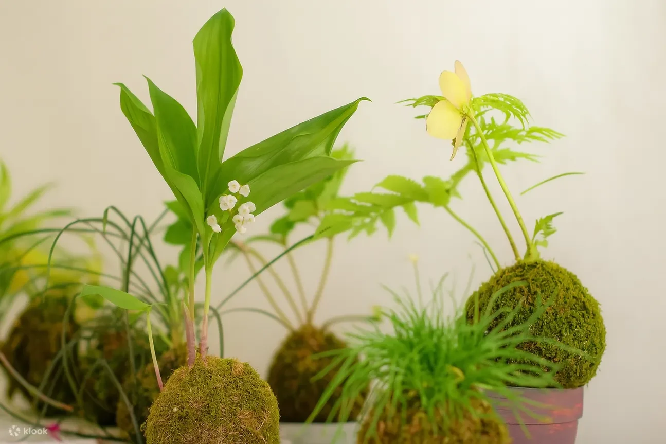 KokedamaWorkshopSingapore (1).webp