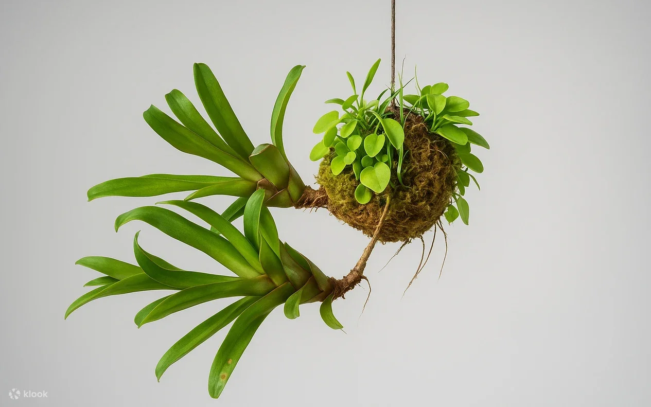 Kokedama workshop - Aarhus edition