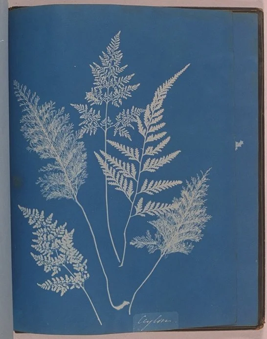 White fern leaves illustration on a blue background.