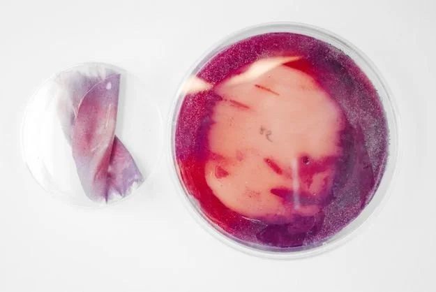 A petri dish with a red and pink bacterial culture and a medical swab with purple bacteria or dye on it.