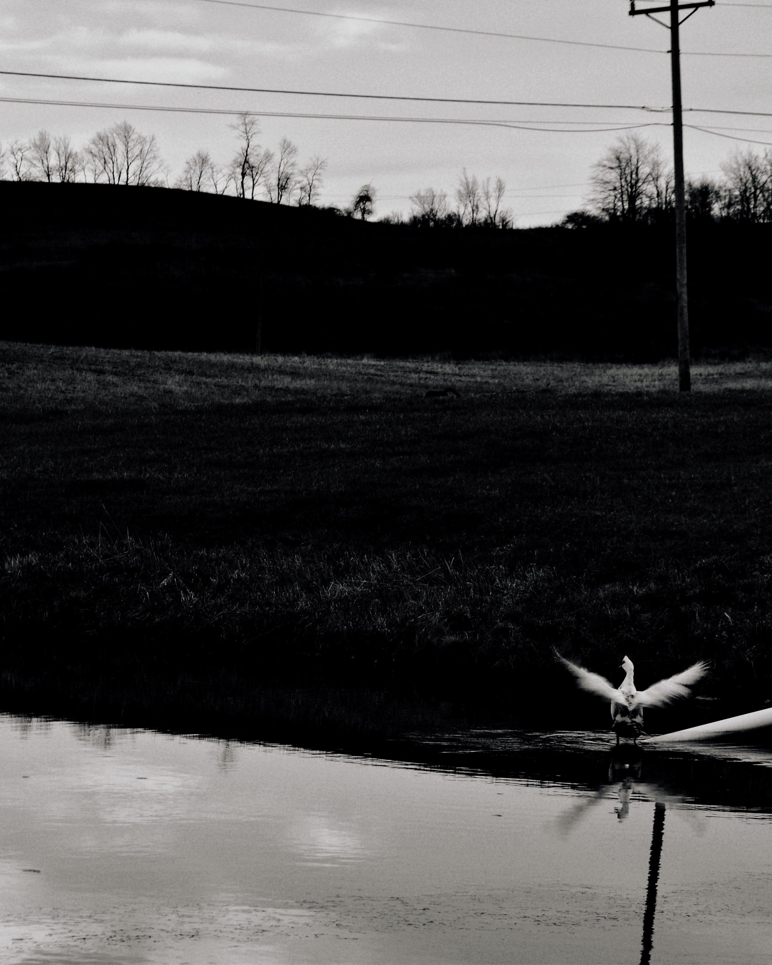 She was Finally Free — She slipped out of the coop and made her way to the water, where she could finally just be free and at peace.
