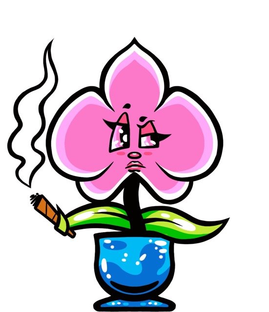 orchid_annoyed Medium.jpeg