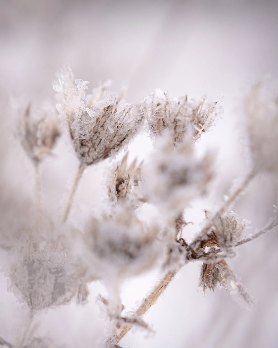 The thing I love most about nordic winters are the natural glitter that nature spreads all around on frosty days. The tiny crystals are so delicate and beautiful in the soft sunlight and I can never get enough of the reflecting light.
Days are extrem