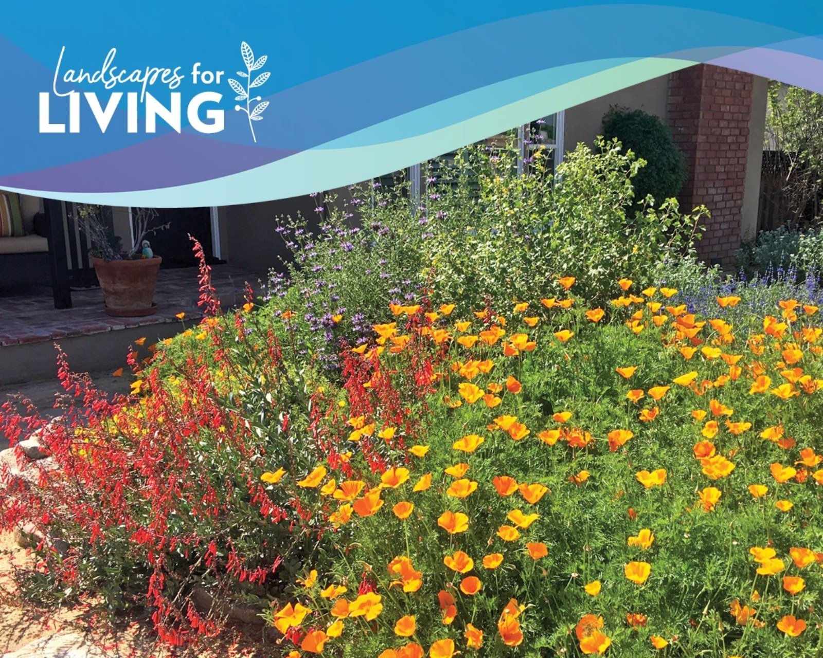 Drought tolerant landscaping in California.