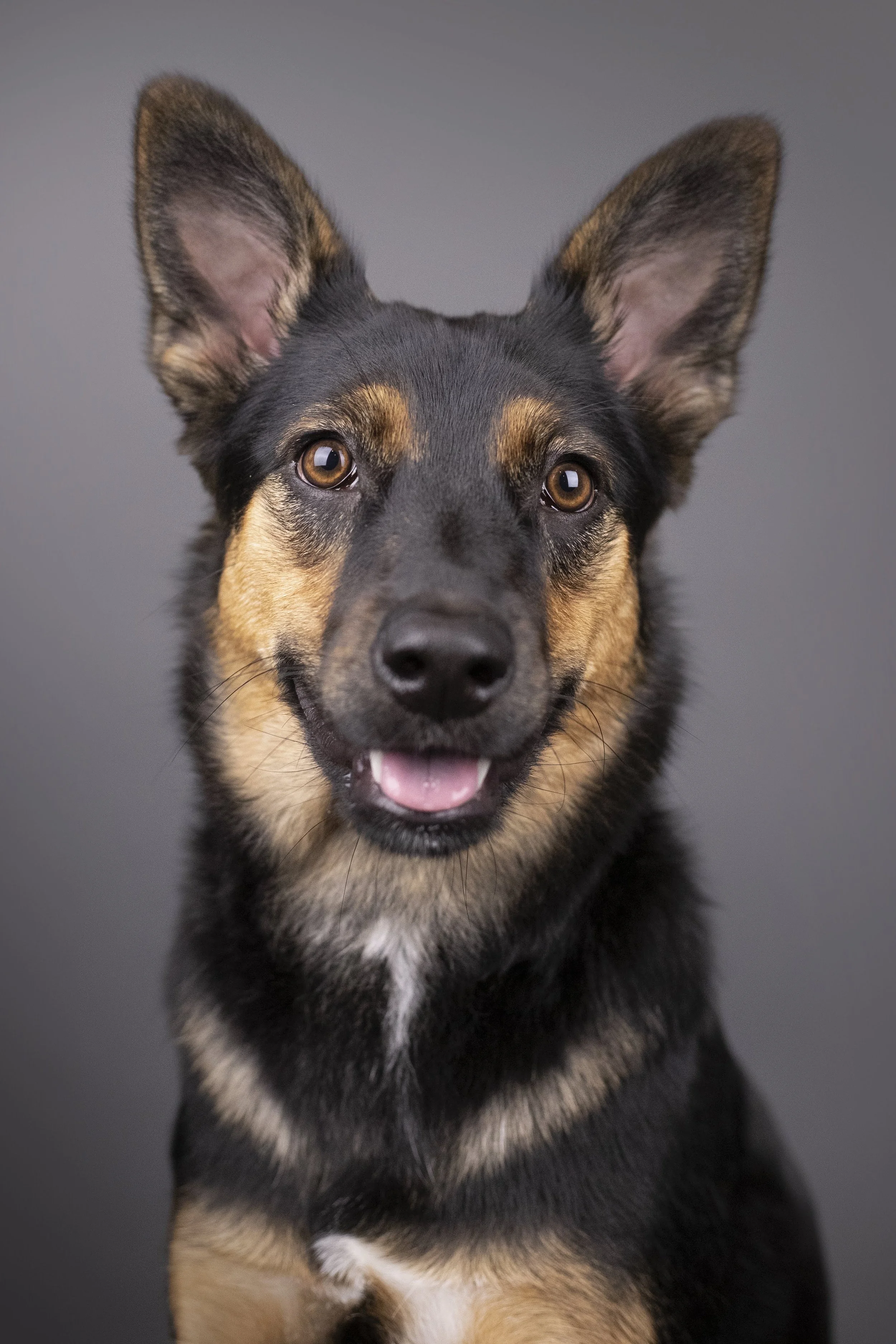 German shepherd