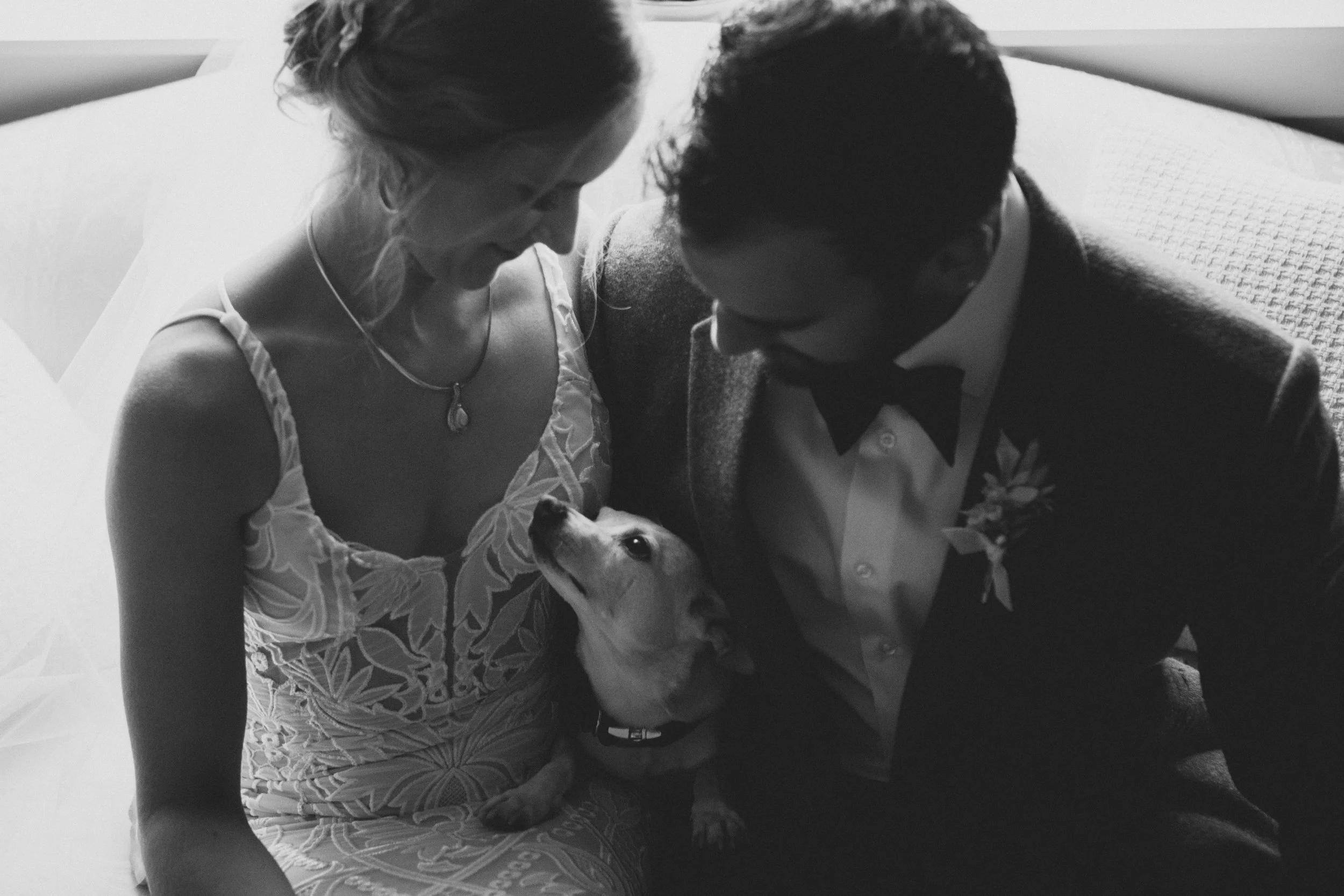 Who Let the Dogs Out