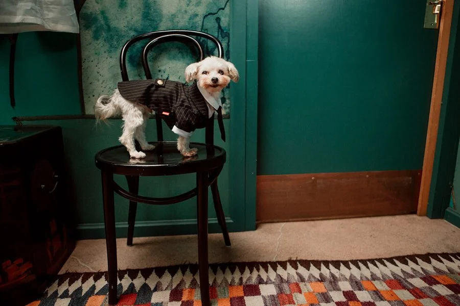  Little dog at a wedding at Millwick, a wedding venue in Los Angeles. Los Angeles wedding photographer Indigo West Photography. Wedding and engagement photography in San Diego and Los Angeles.  