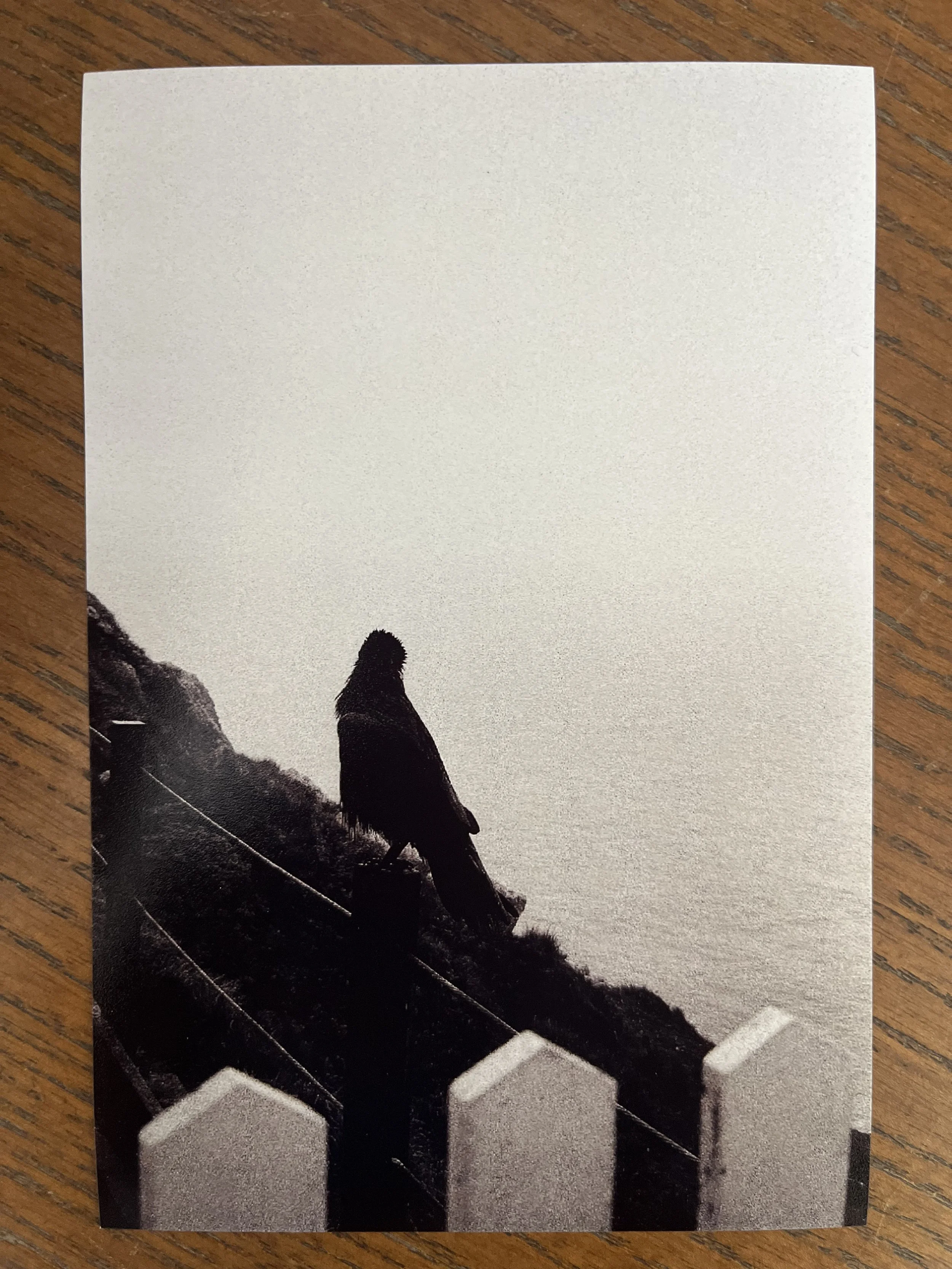 A crow shot on a black and white film.