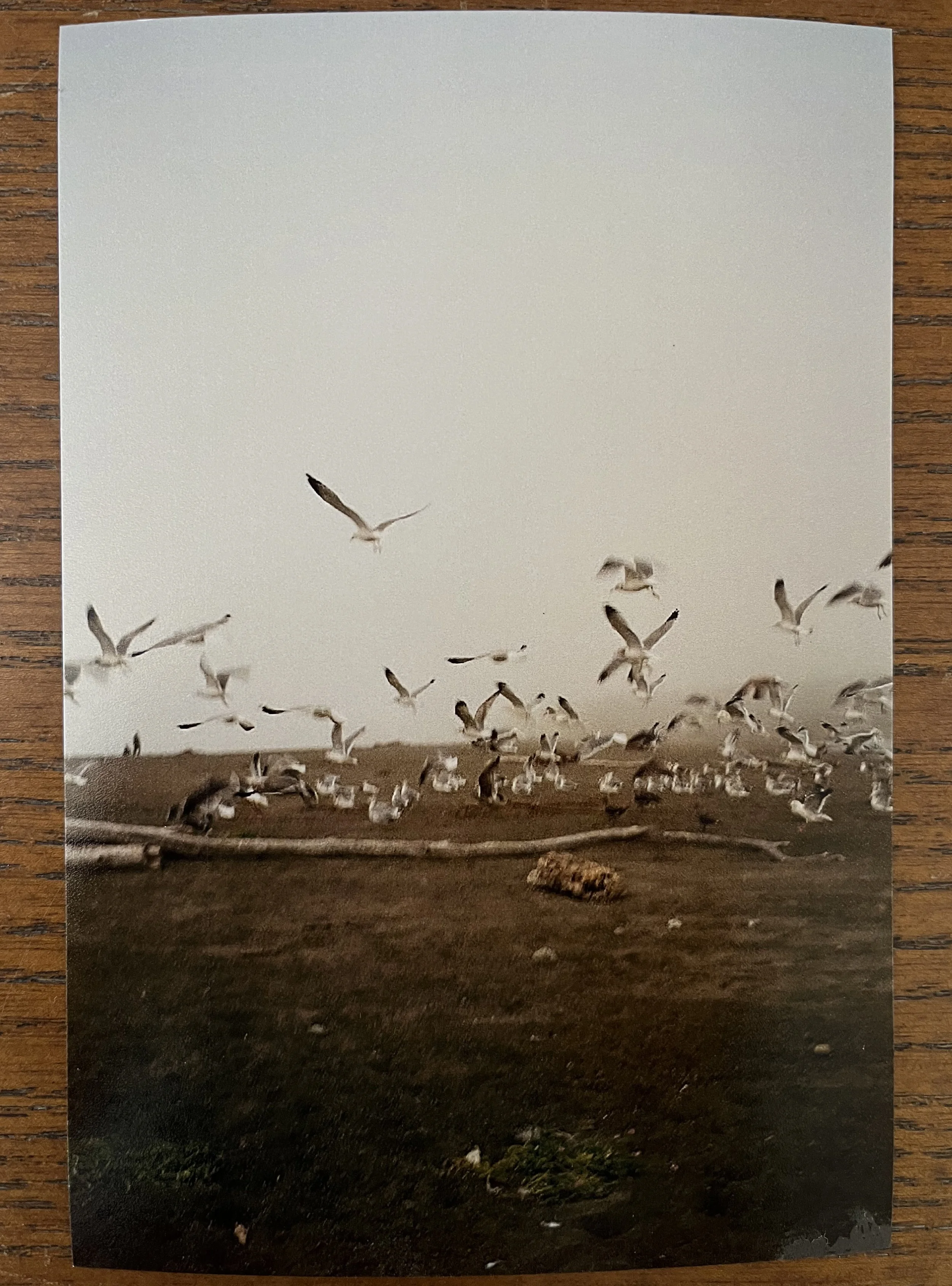film photograph of birds on beach.