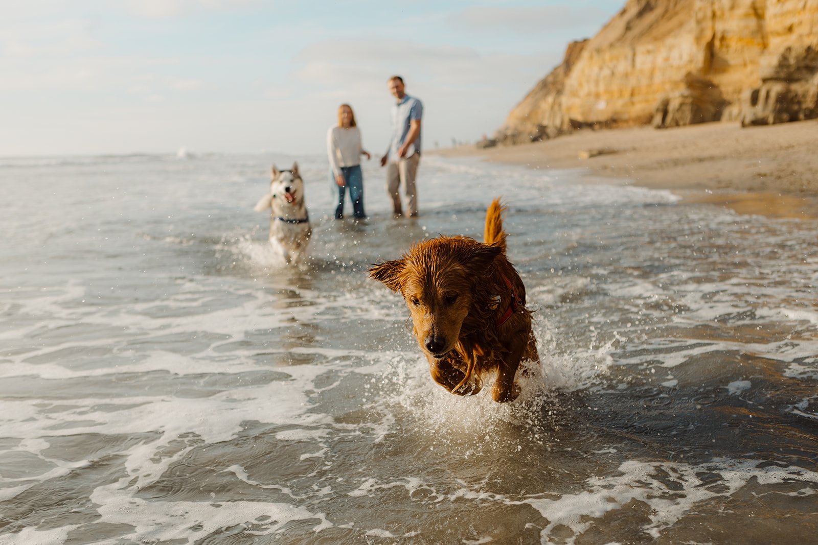 San Diego engagement photos with a couple and their dogs on the beach.