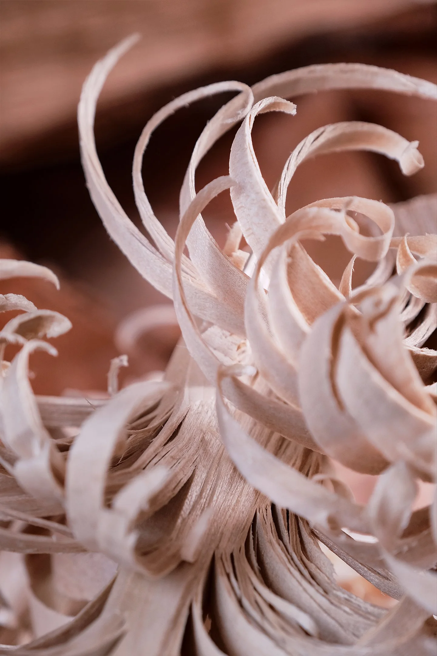 DSCF3500-feather-stick.jpg