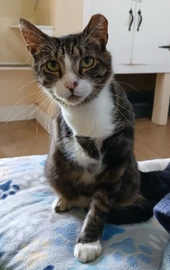 Trinity the cat
