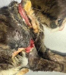 Trinity's injury
