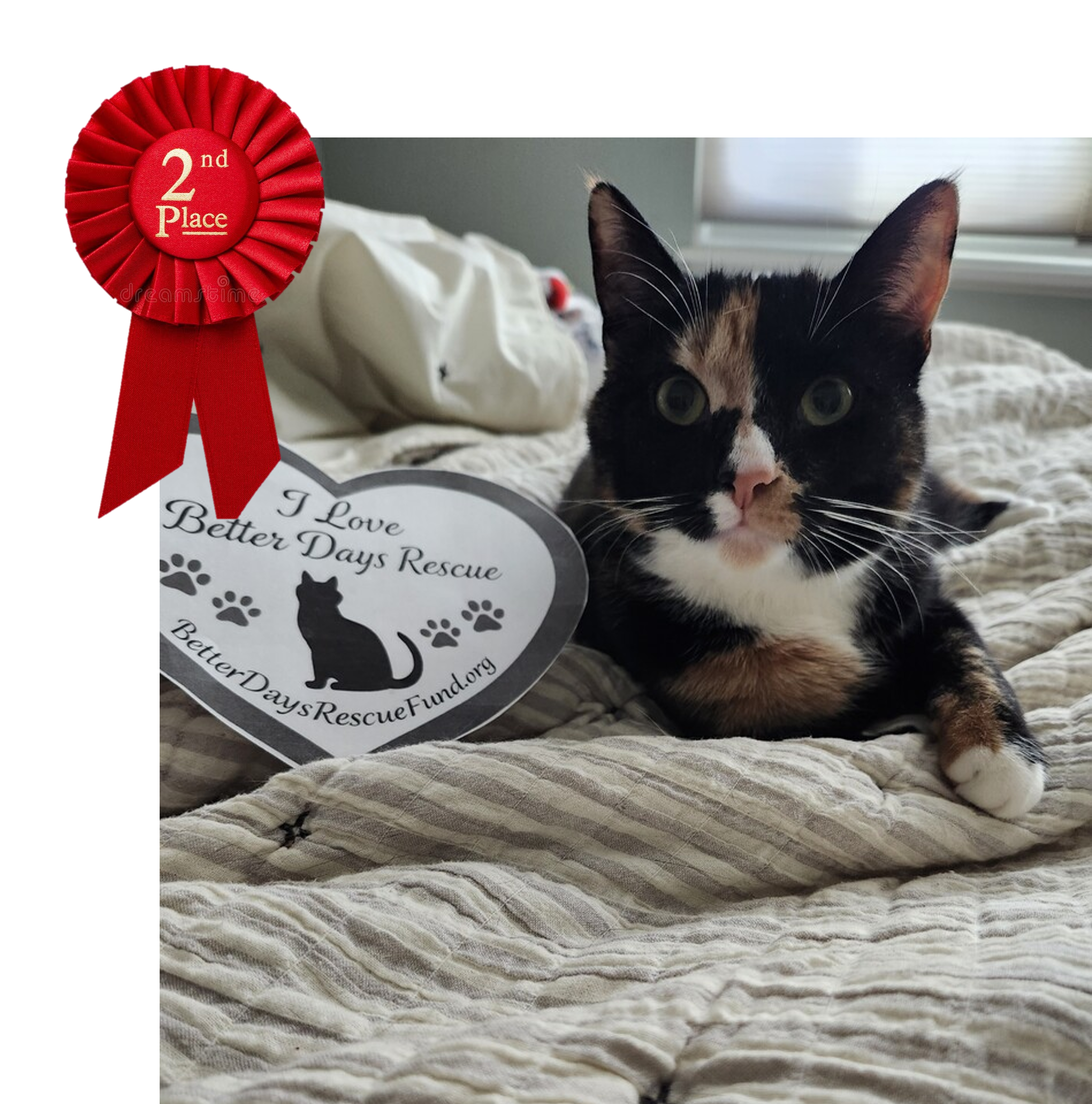 KitKat won 2nd place in the contest