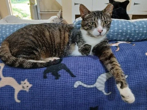 Trinity on the couch