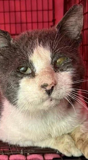 Sad rescued kitty with hurt eye named Herbie