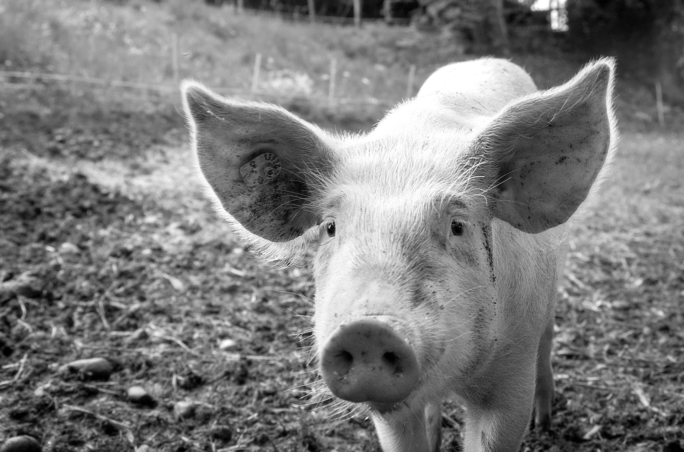 Running the Fat Off Earl’s Pigs