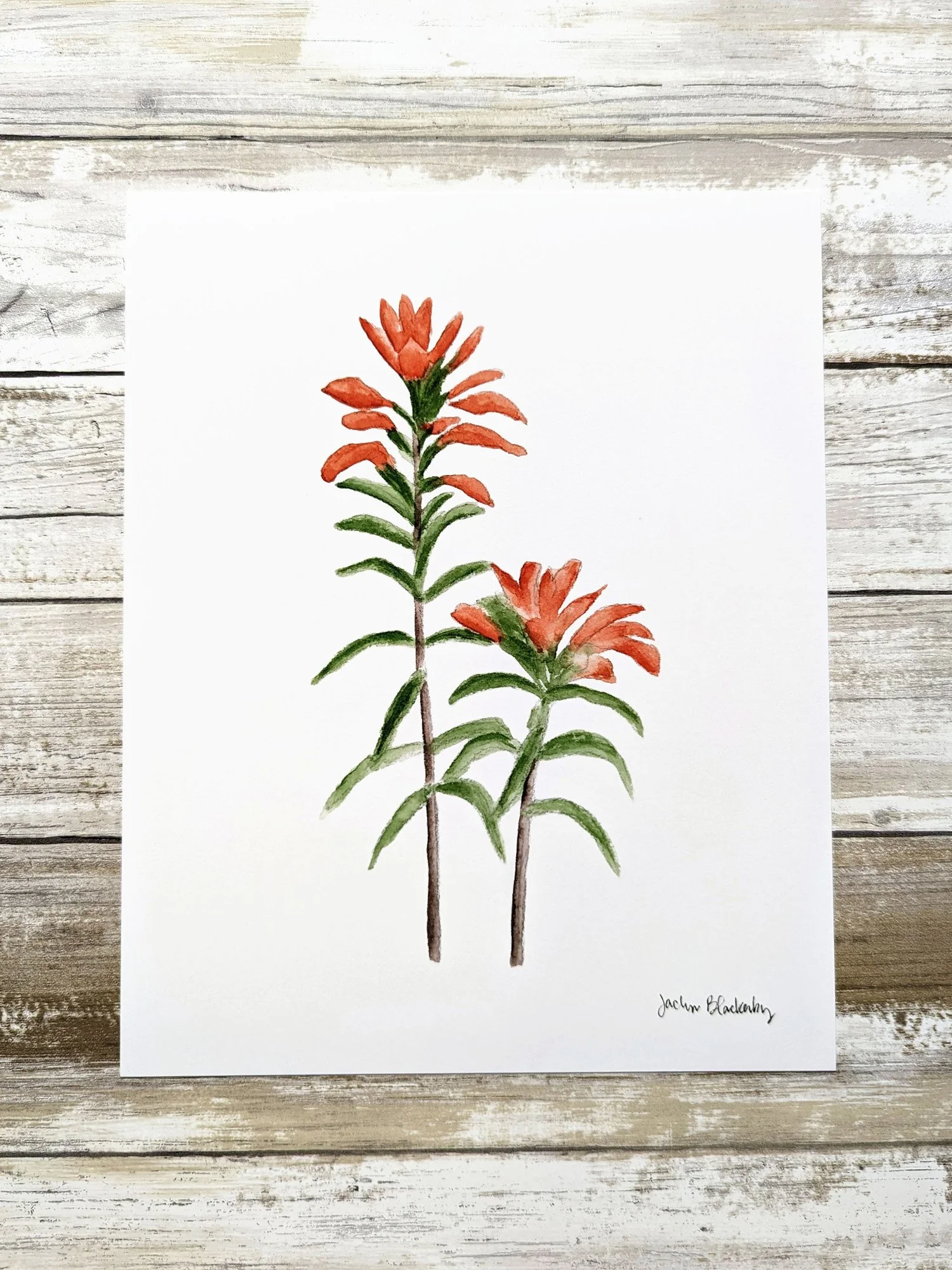 indian paintbrush print.jpg