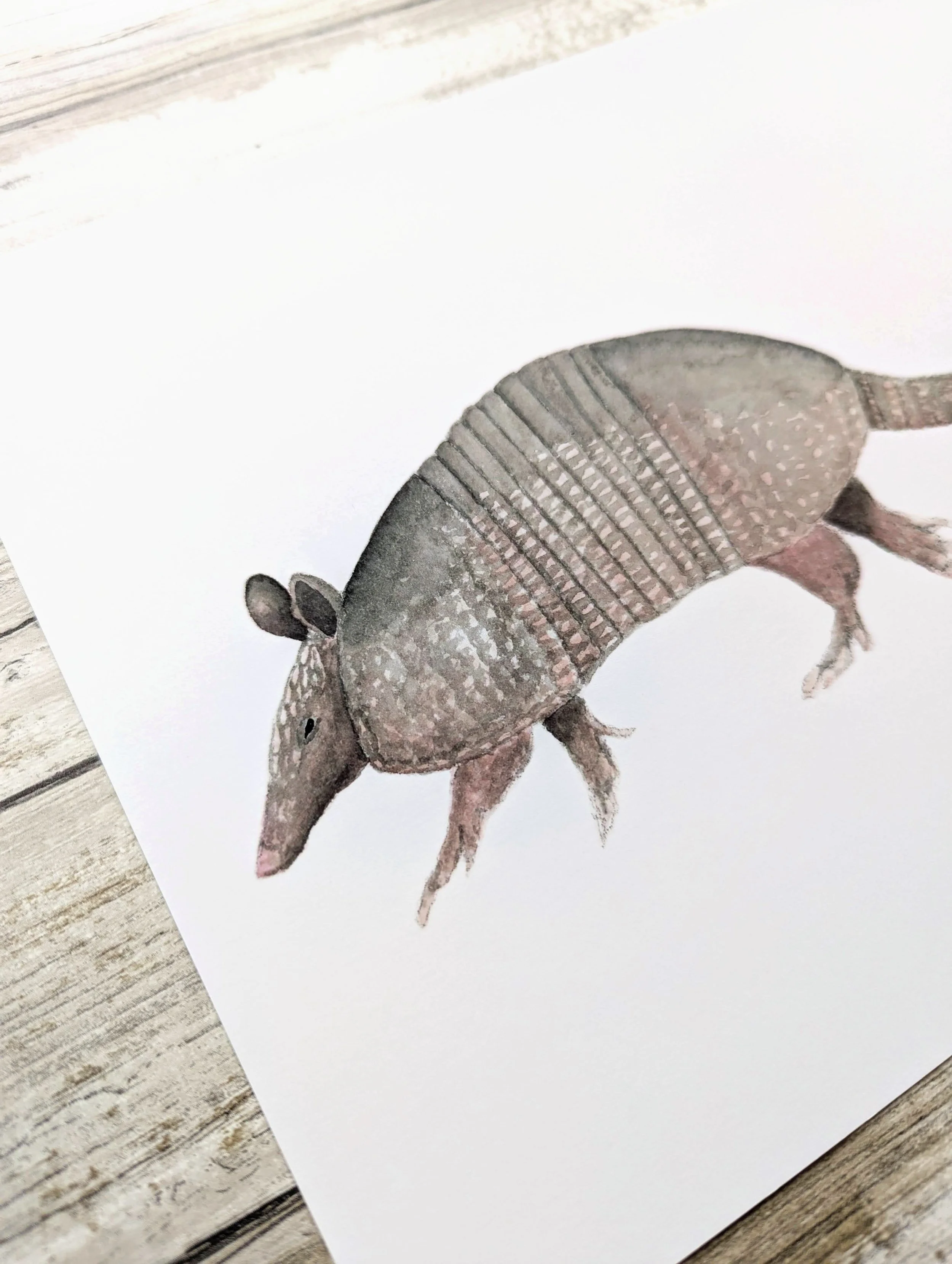armadillo detail.jpg