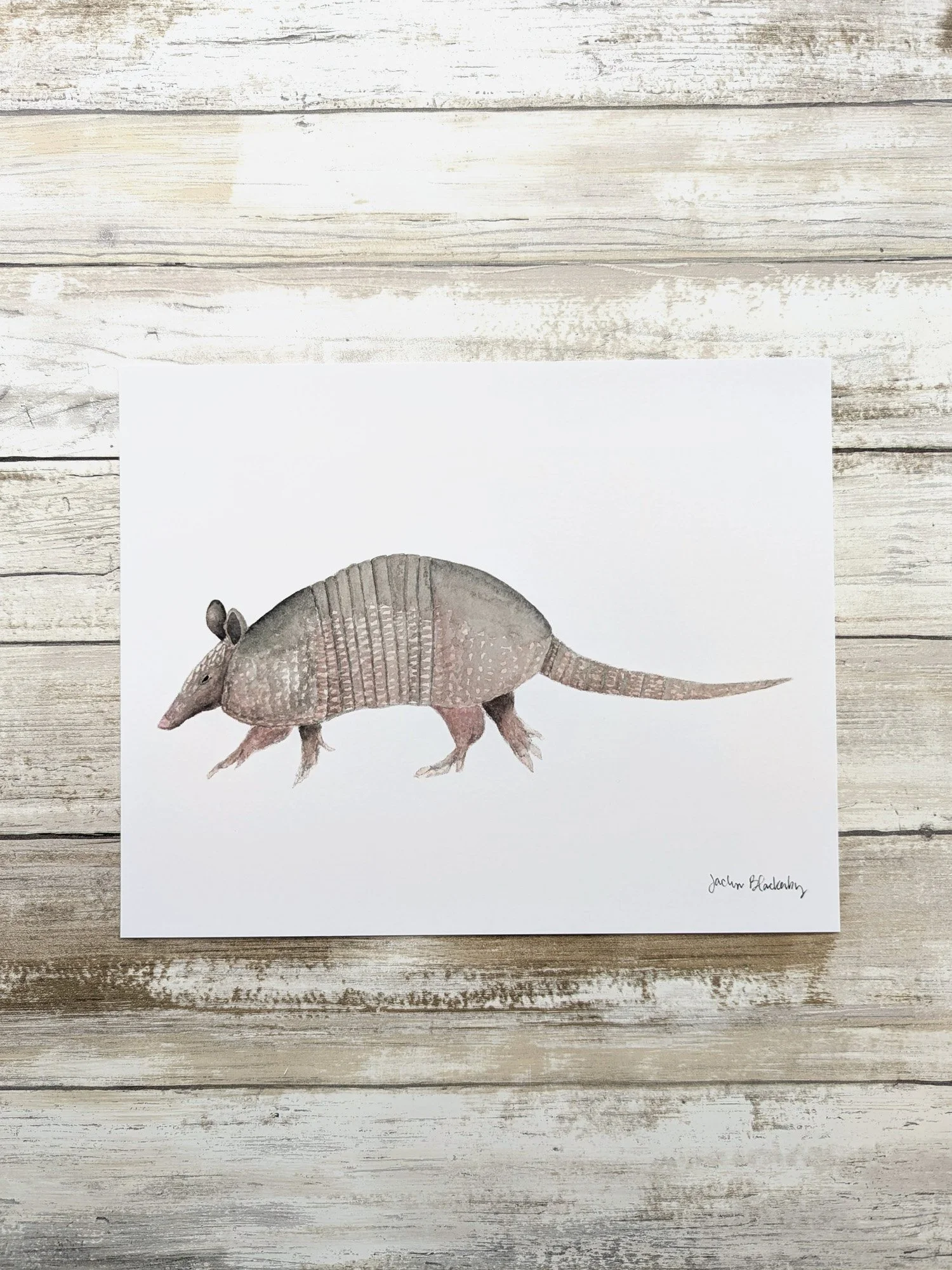 Armadillo Print