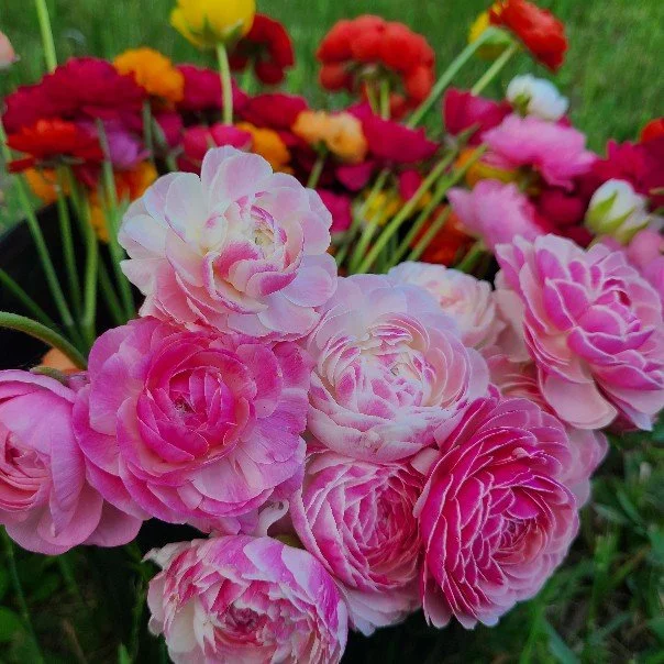 Ranunculus