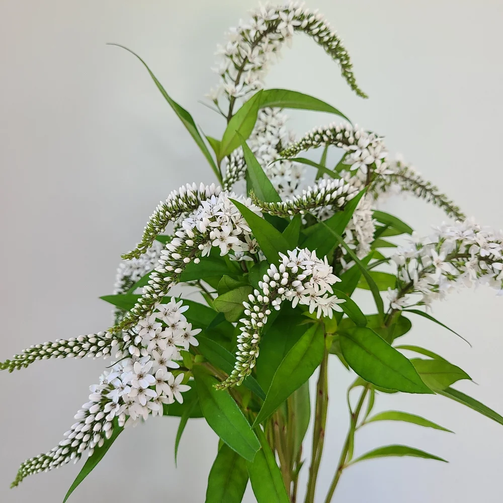 Gooseneck loosestrife  Full Circle Flower Farm