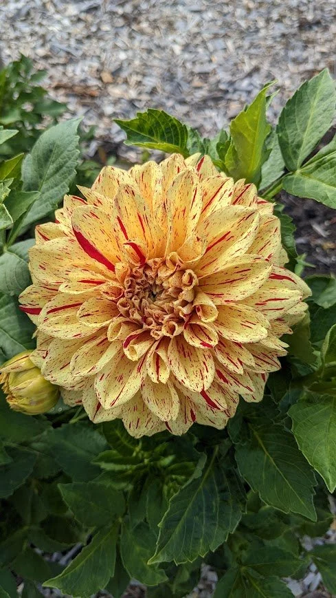 gloriosa 3.jpg