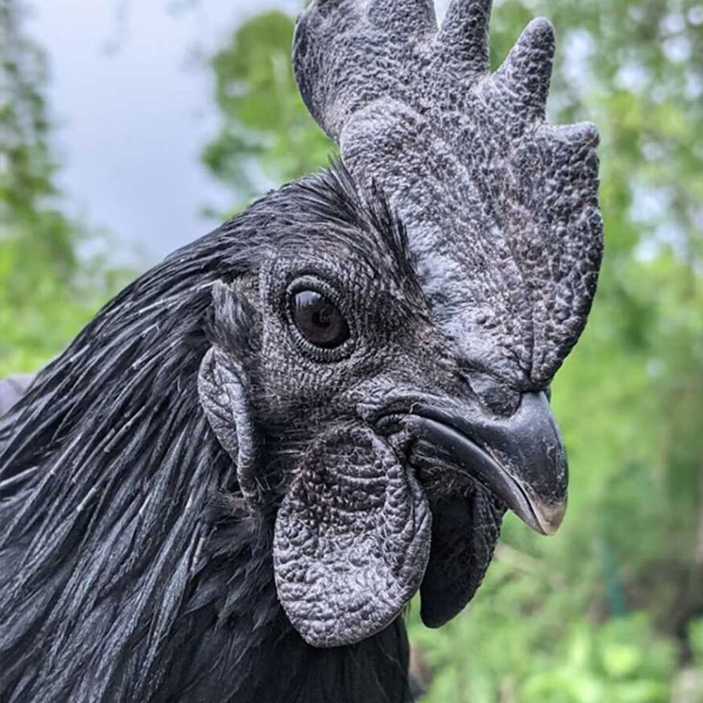 Ayam Cemani: The Mystical All Black Chicken