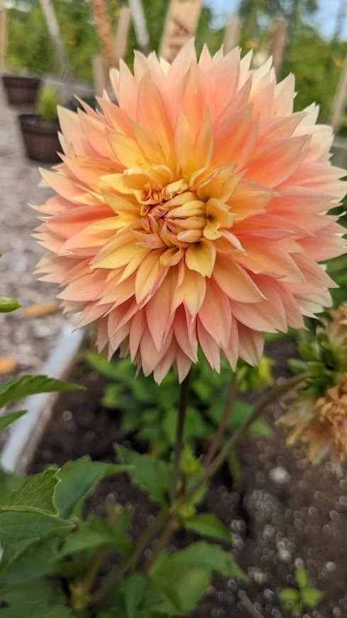lees apricot fizz 2.jpg