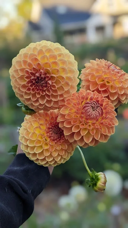 blyton softer gleam.jpg