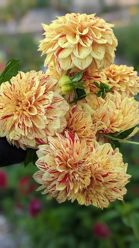 Gloriosa 1.jpg