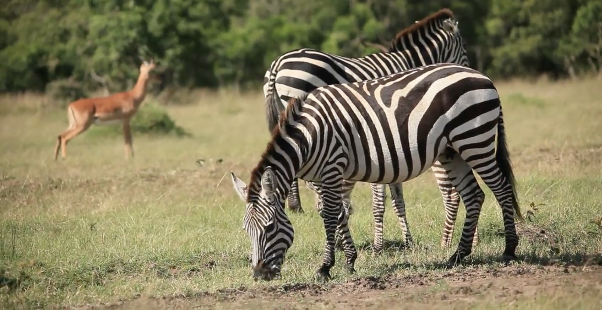 A group of zebras grazing on the grassland with a giraffe visible in the background