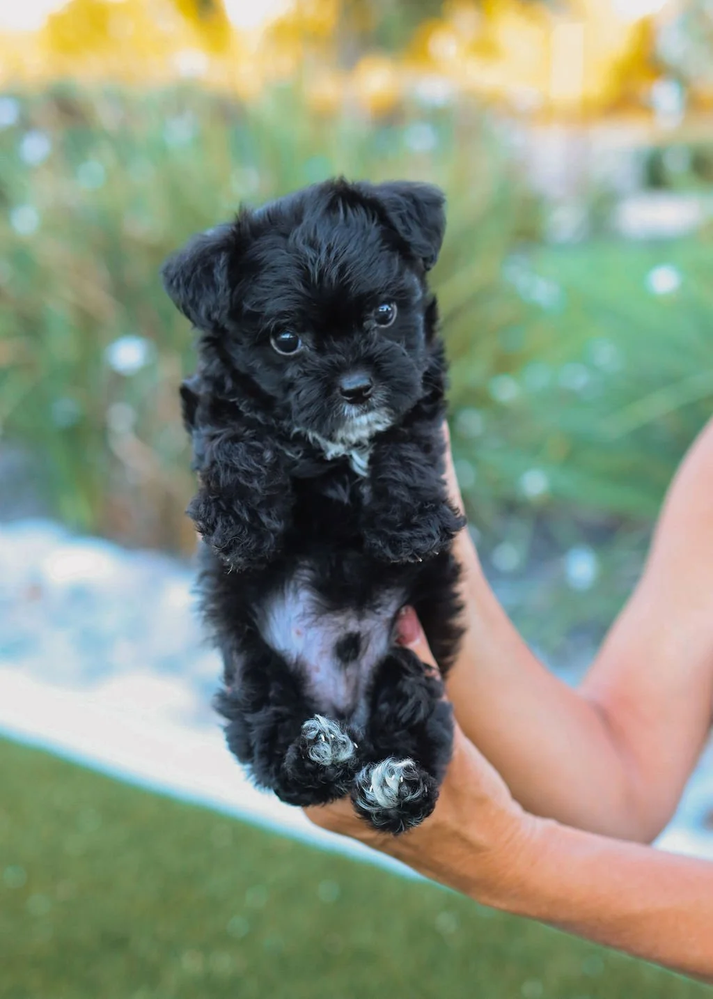 A small black puppy with curly fur being held by a person outdoors with a blurred background of greenery and water.