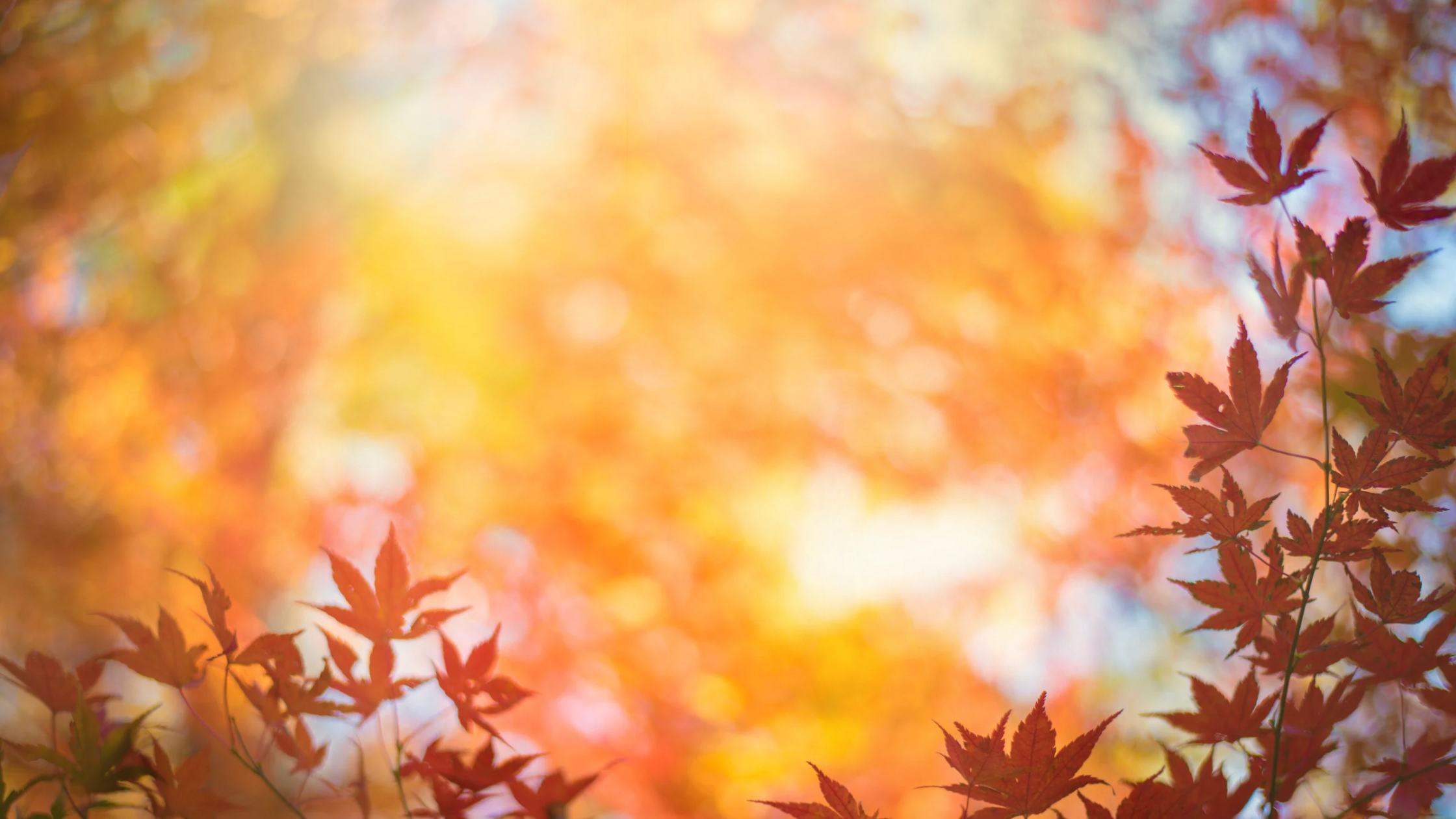 Fall leaves remind us to stop in awe of what's becoming.