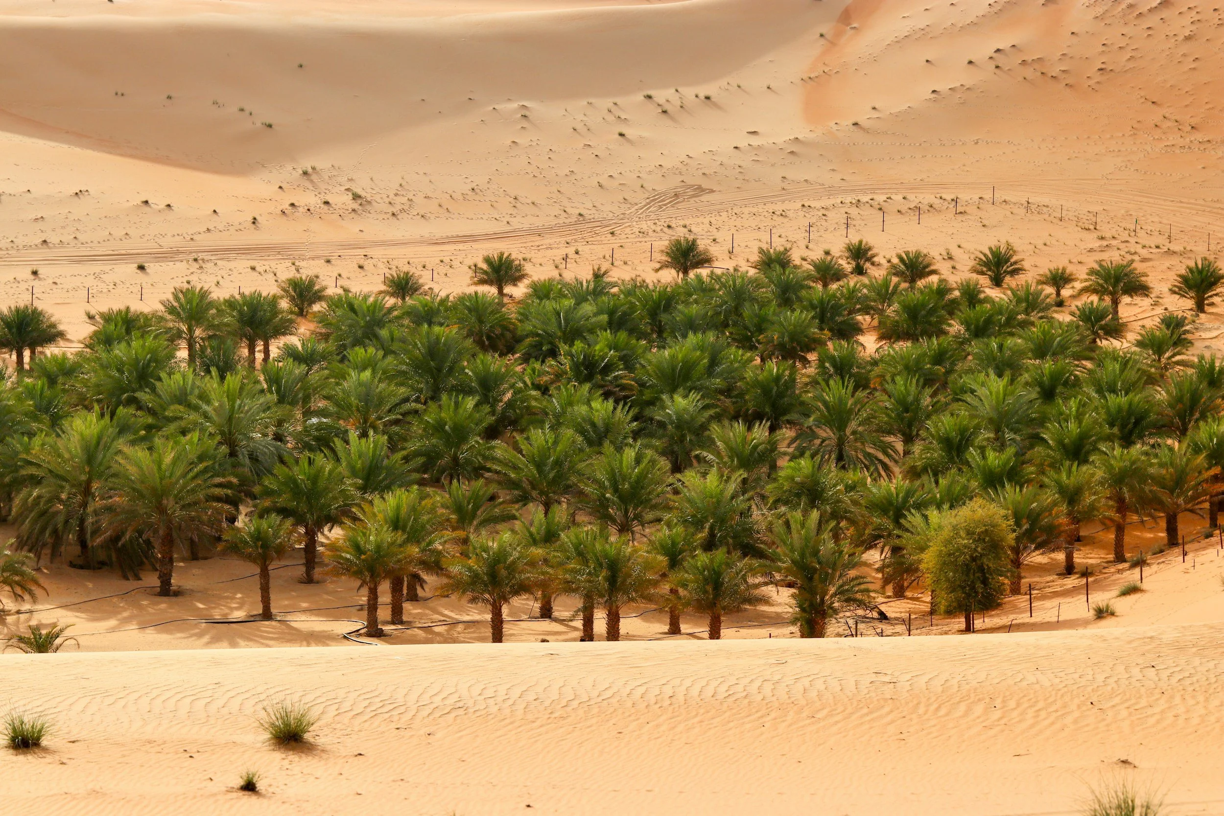 a cropping of trees in the desert