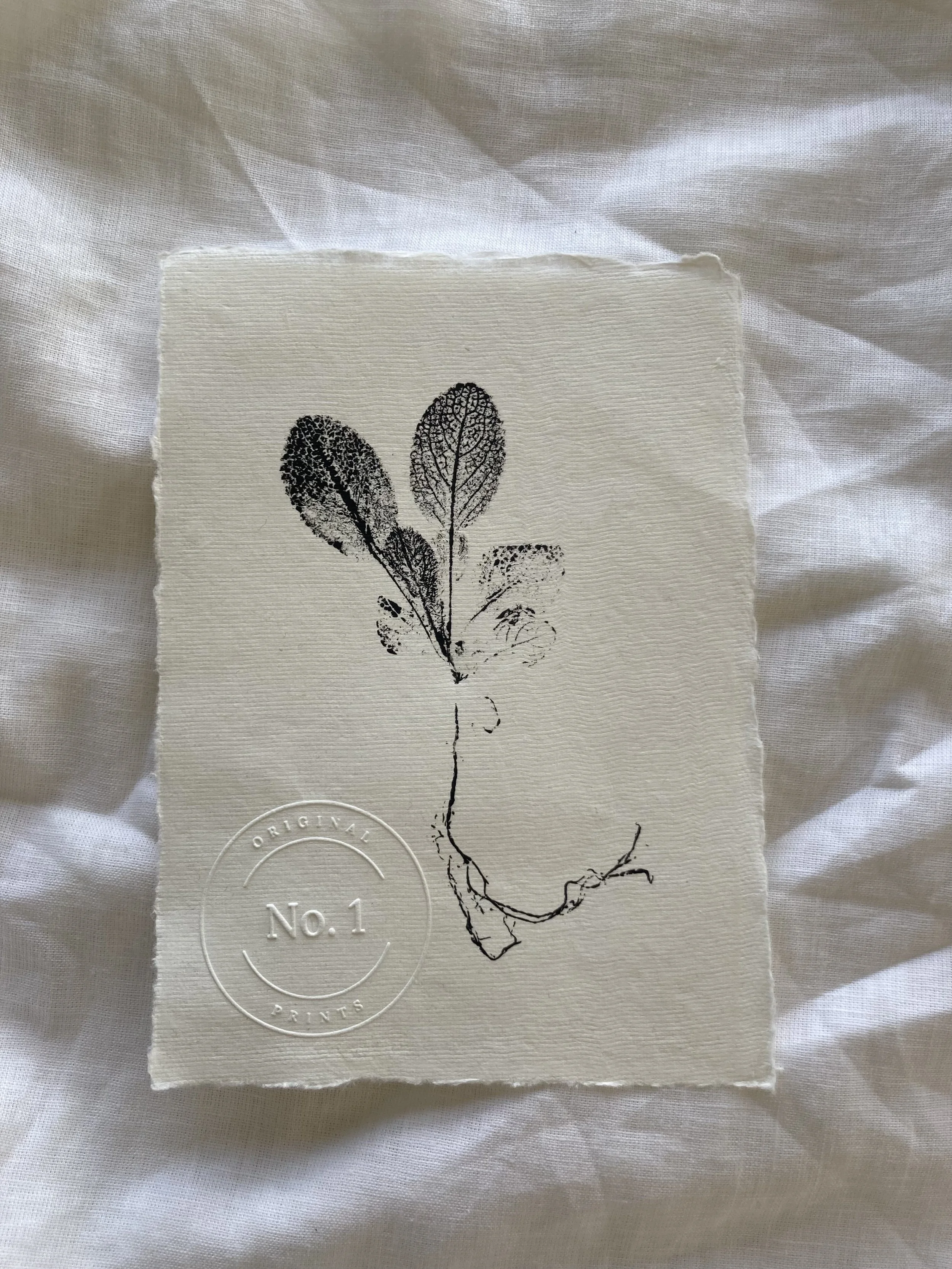 Lamb's Ear Deckle Edge 5x7