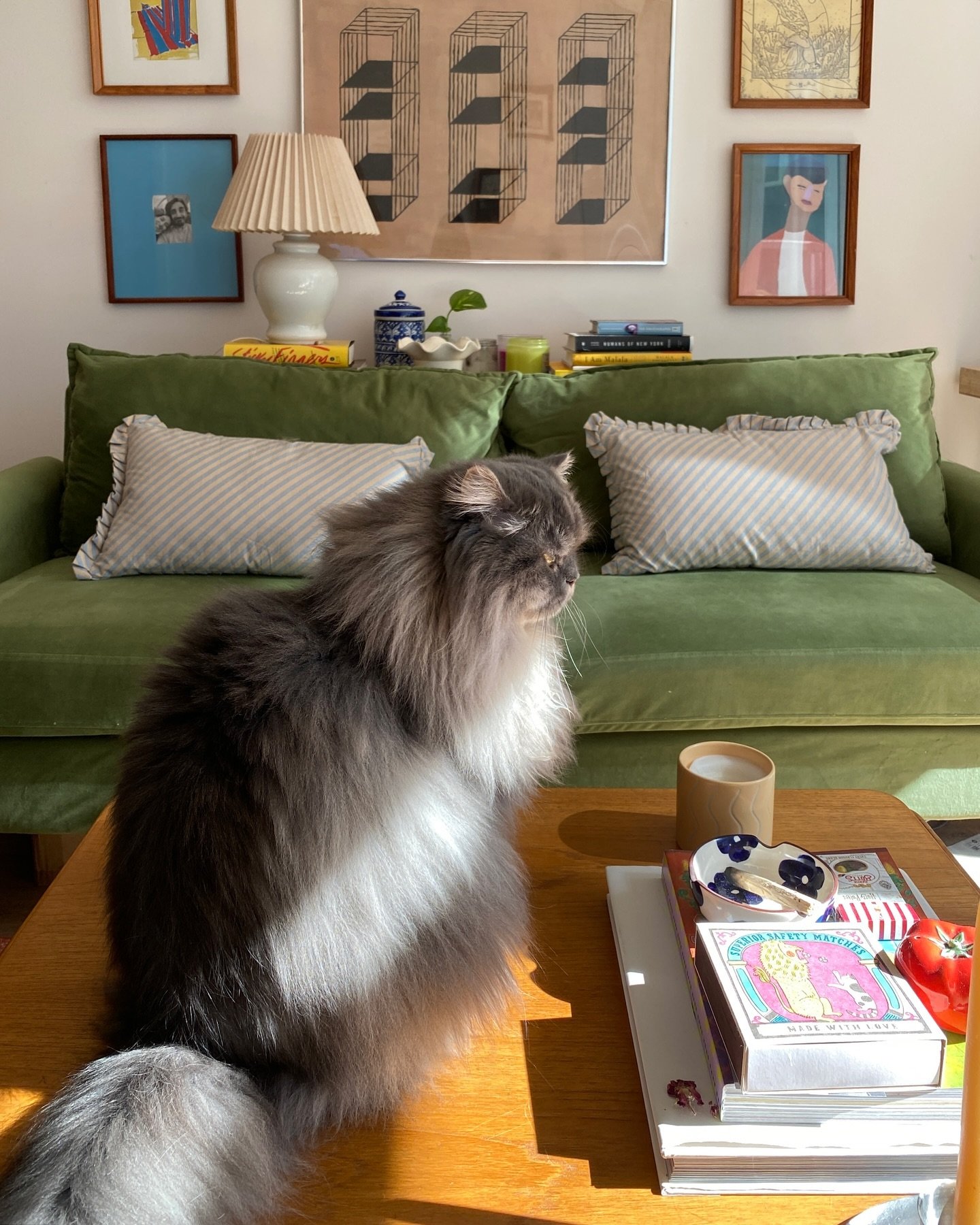 This one&rsquo;s a constant and persistent coffee table decor thing 🐱