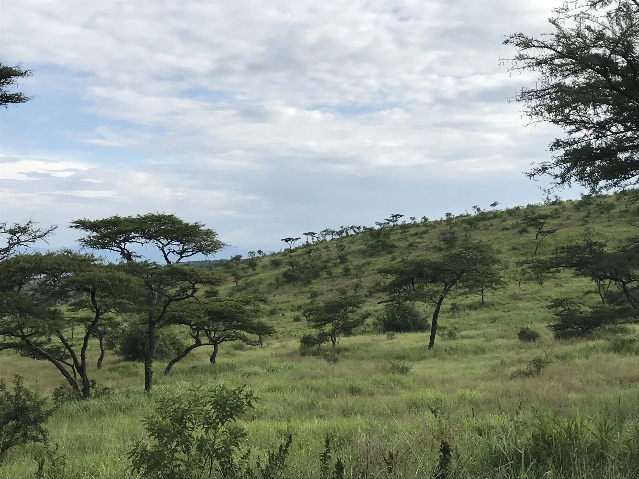 Acacia trees on a hillside