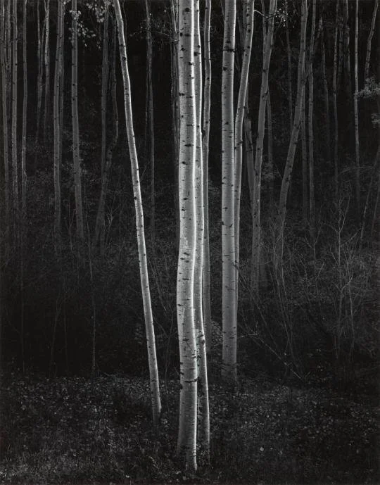 Aspens 17