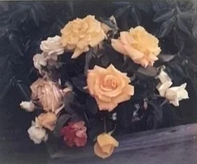 Roses 601