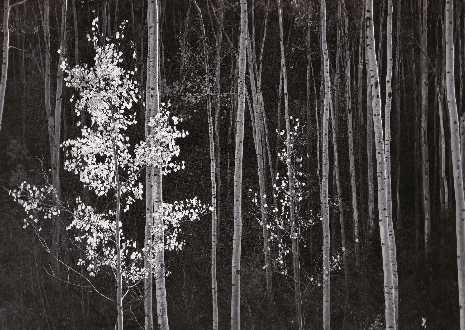 Aspens Northern New Mexico 20000