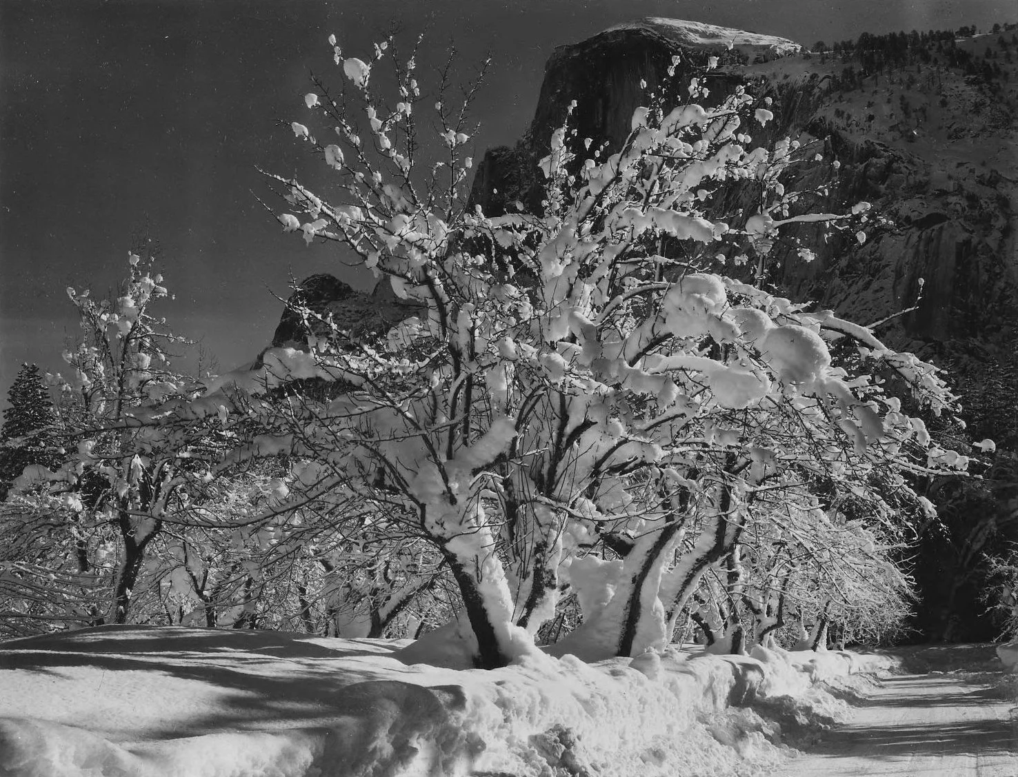 Half Dome Orchard 31000