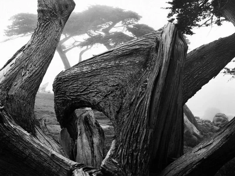 Cypress and Fog Pebble Beach 252